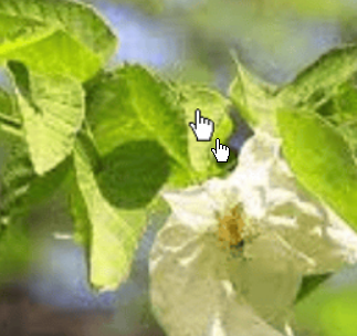 <strong>南京玄武湖“国宝”鸽子花开了</strong>